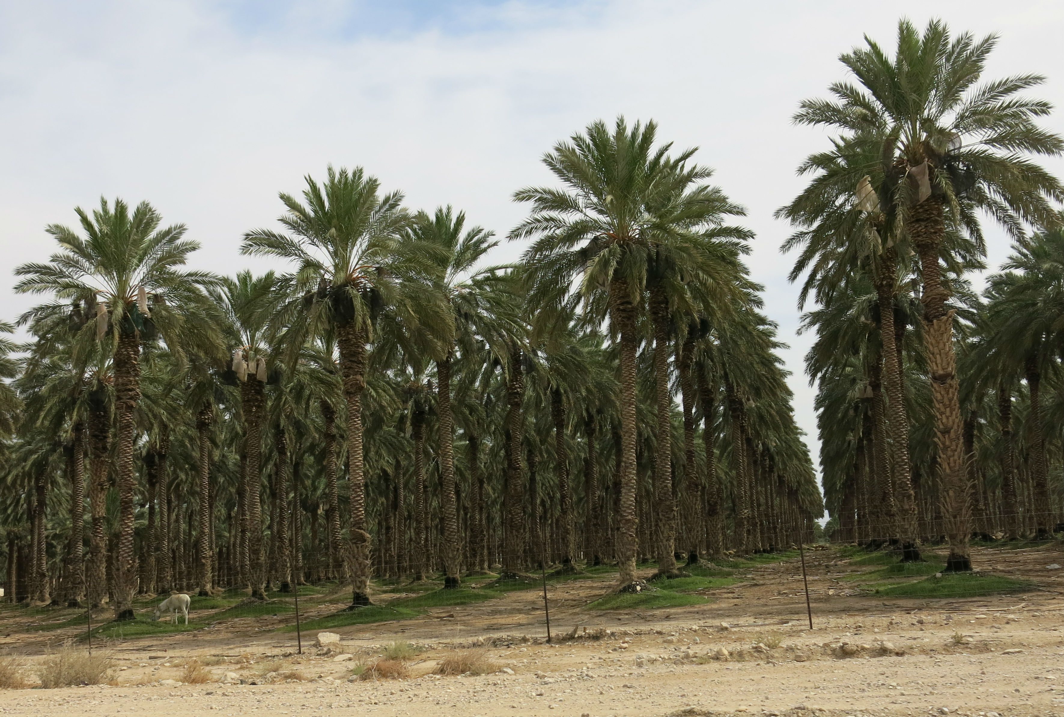 Israelske palmeplantager i Jordan-dalen (Foto: Emilie Halberg)