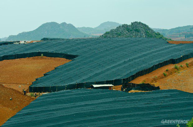 Kinesisk urtemedicin-plantage (Foto: Greenpeace East Asia)