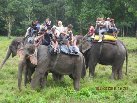 800px-chitwan_national_park_-_elephant_back_riding-17