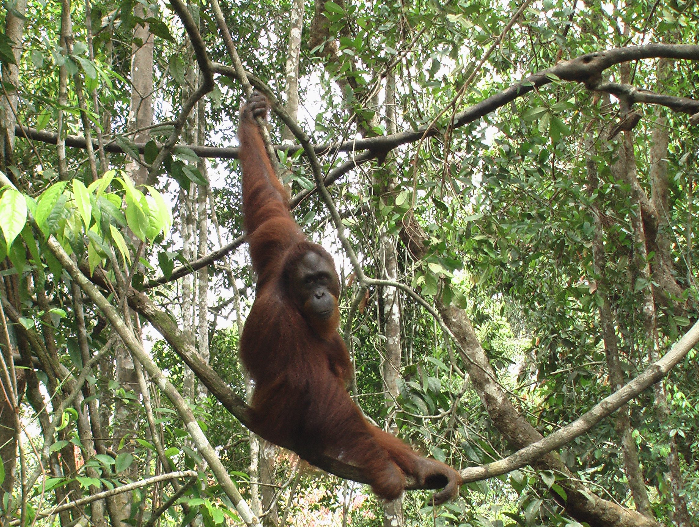 orangutang_i_skov