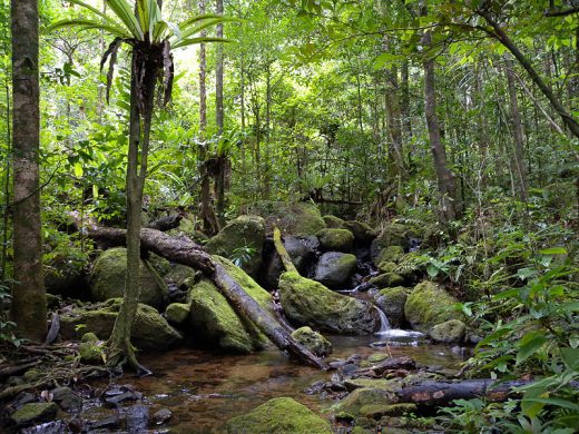 800px-lowland_rainforest_masoala_national_park_madagascar
