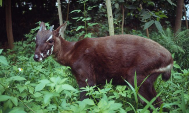 saola_circle_image_hi_37218