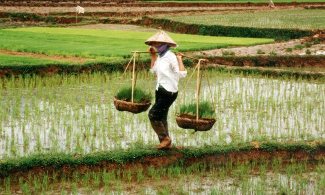 farmers_in_vietnam