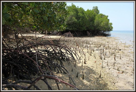 mangrove_rondrad_flickr