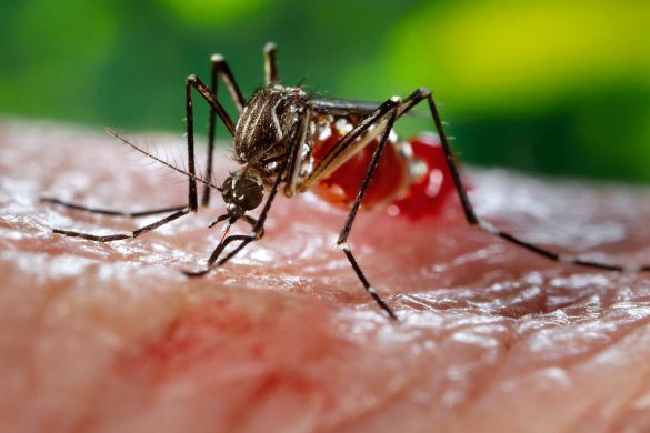 16741-close-up-of-a-mosquito-feeding-on-blood-pv