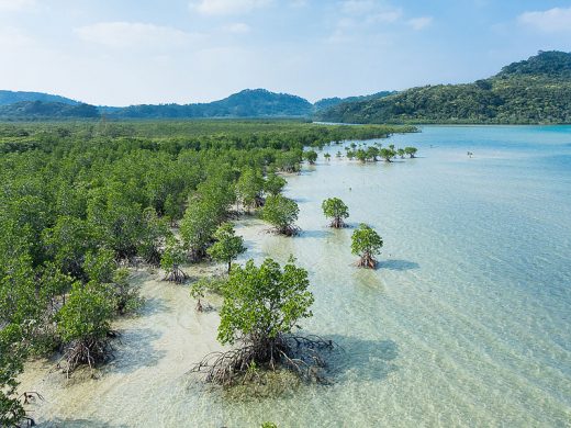 mangrove_swamp_iriomote_island_okinawa_japan