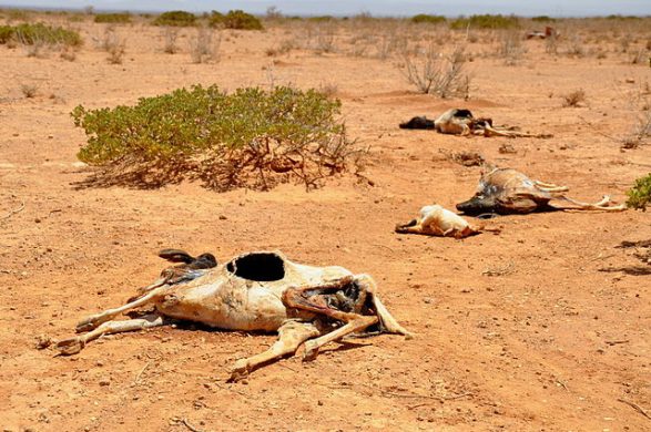 toerke_kvaeg_640px-2011_horn_of_africa_famine_oxfam_01