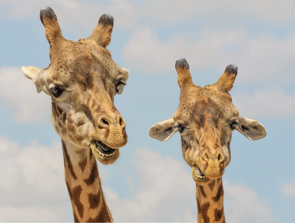 giraffe-901009_960_720