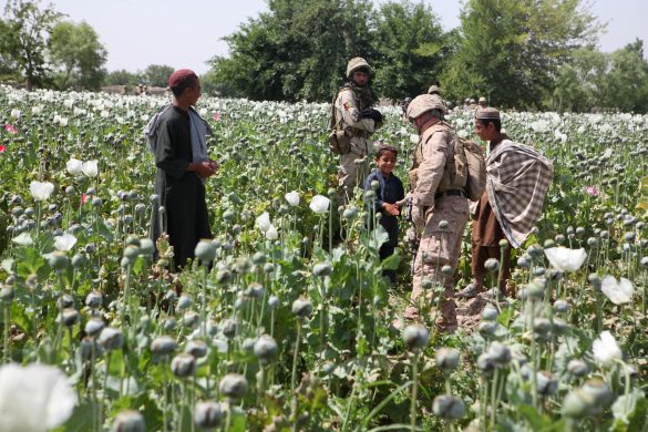 opium_poppies_in_helmand_-a_wiki
