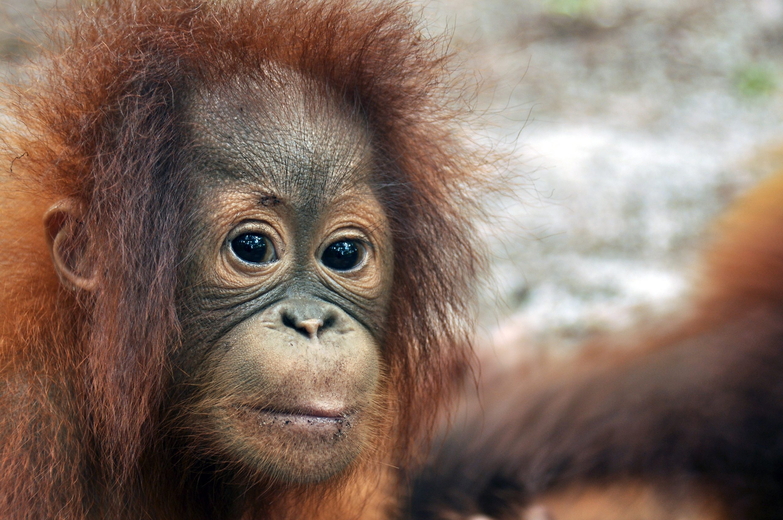 Ny Orangutangen er nu kritisk truet | Globalnyt