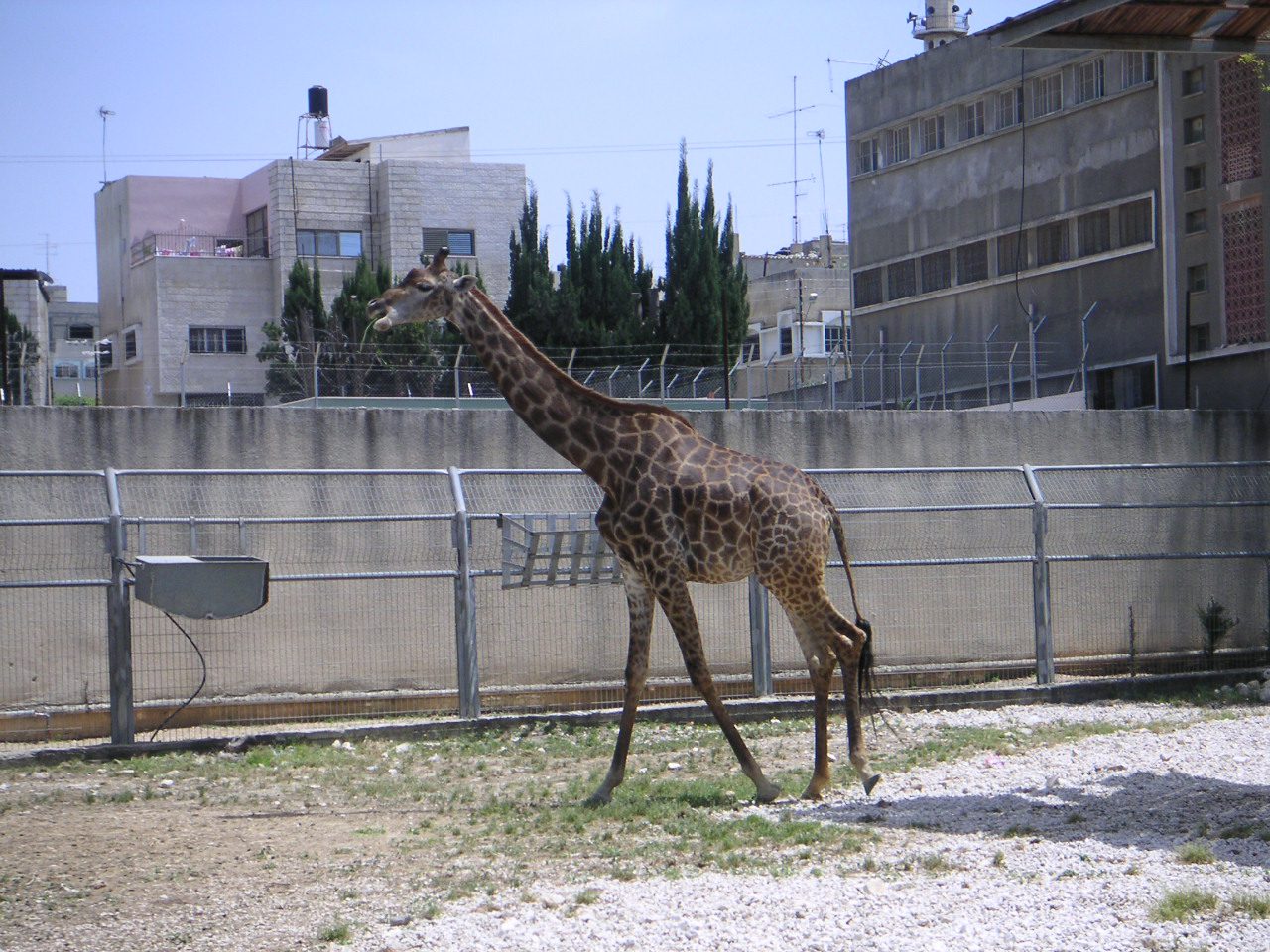 qalqiliya-giraffe