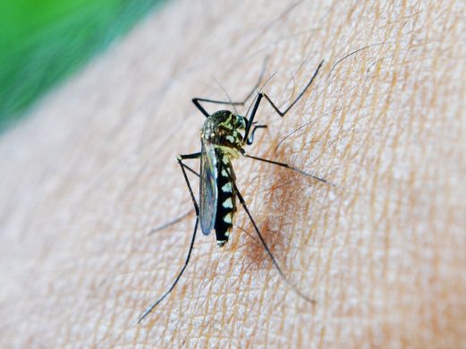 mosquito-213806_960_720_pixabay