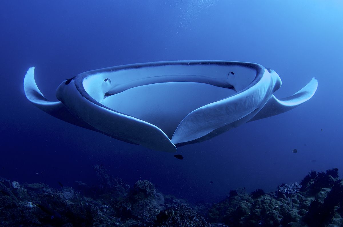 giant_manta_adf