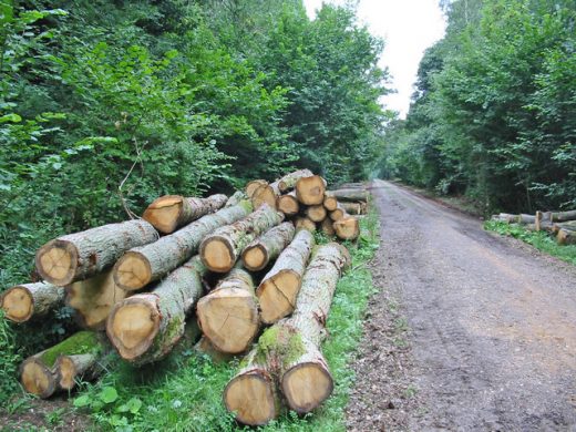 timber_stack_micheldever_wood_hampshire_-_geograph