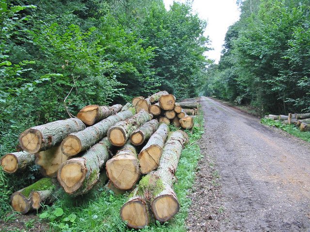 timber_stack_micheldever_wood_hampshire_-_geograph