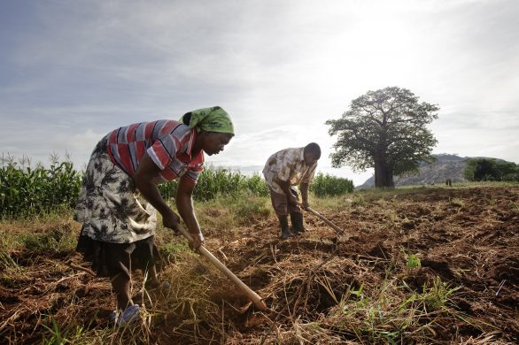foto_david_white_workers_preparing_fields_to_grow_corn_gutu_project_irrigation_site