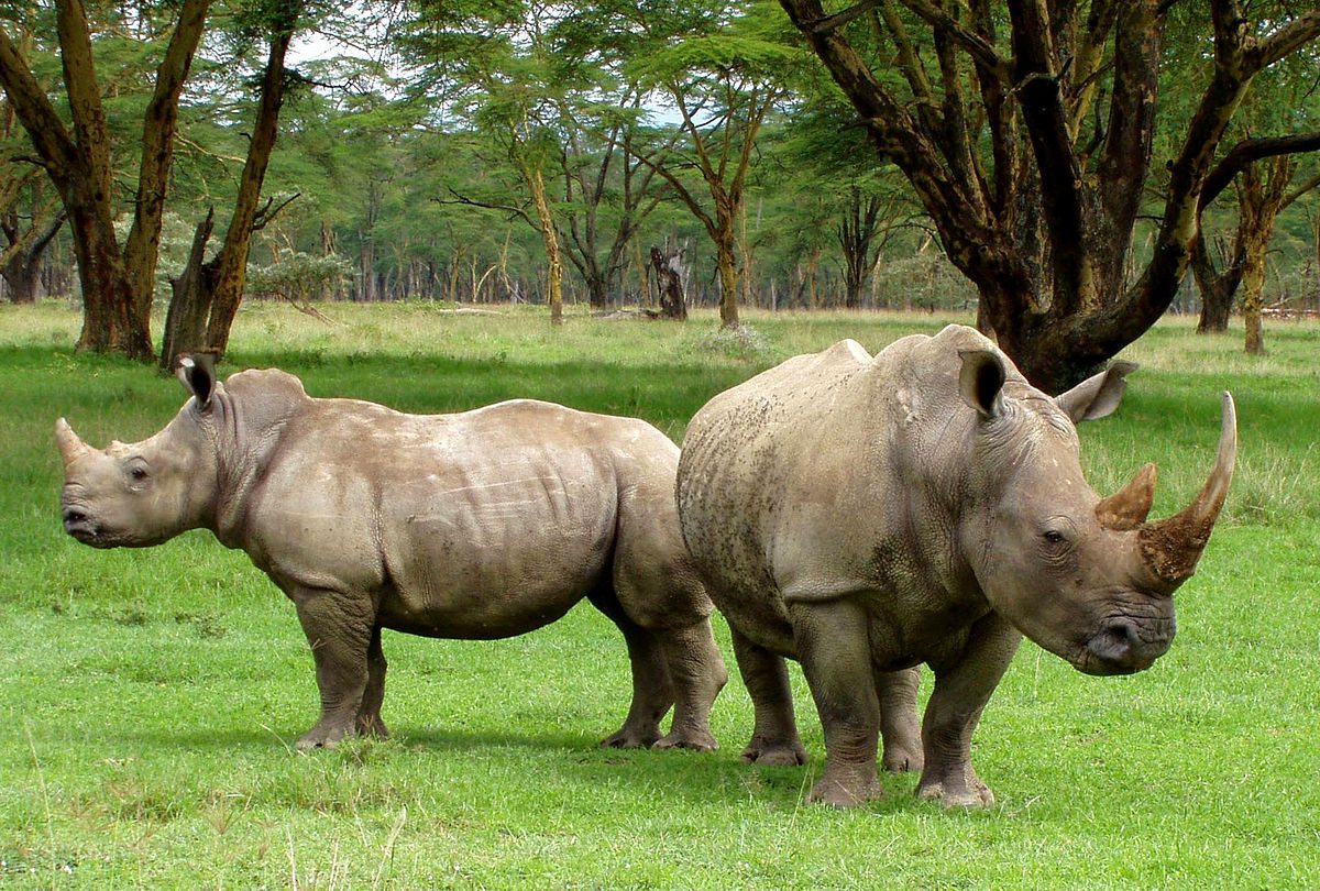 1200px-two_white_rhinos