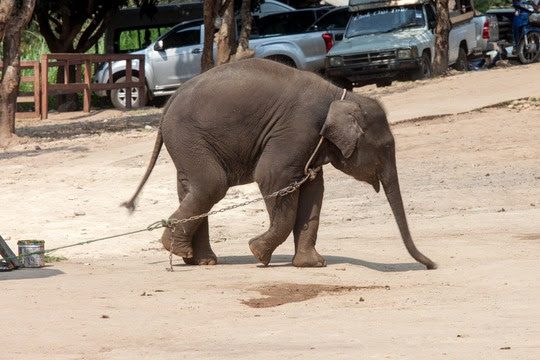elefant_world_animal_protection