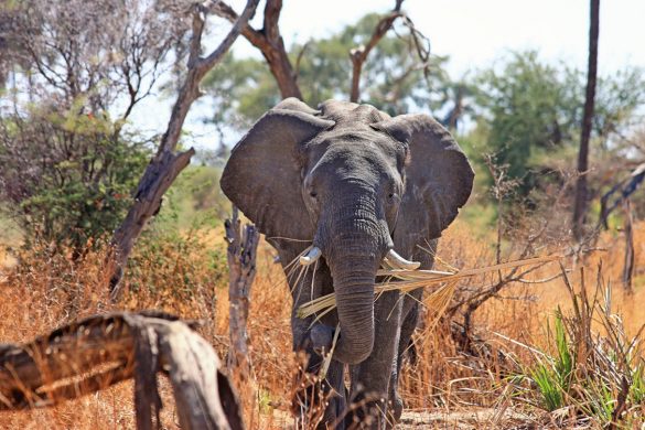 elephant-animal-proboscis-safari-46507