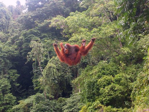 orangutan_tbachner_wiki