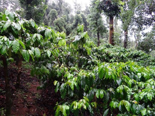 coffee-plantation-345371_960_720