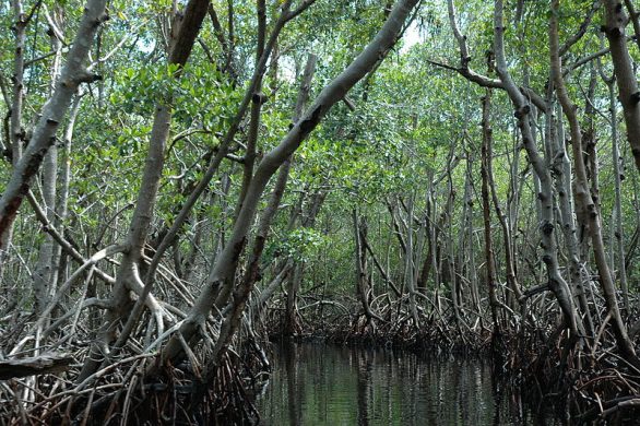 800px-mangrove_everglades