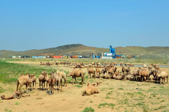 Langs den asfalterede landevej i Gobi er baktriske kameler et almindeligt syn. Her drikker en stor flok vand ved et stenknuseri, som knuser skærver til vejbyggeri. 