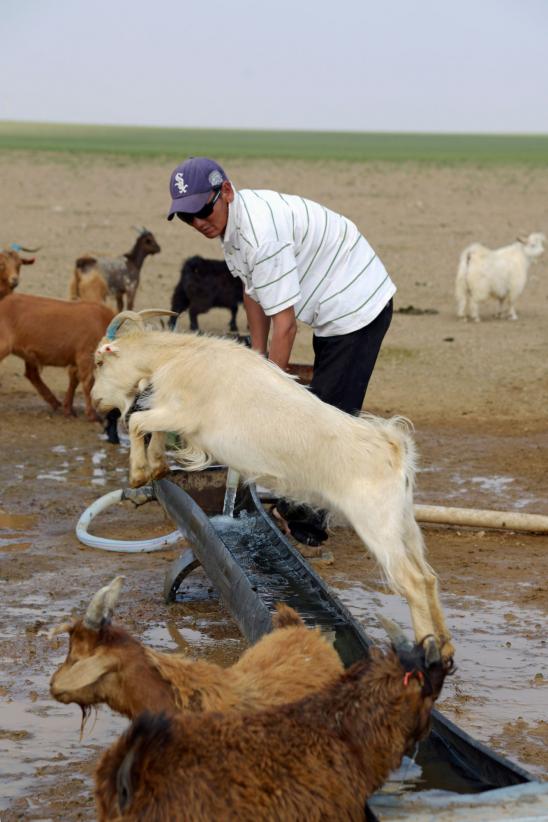 Når vandtrugene fyldes, gælder først til mølle-princippet, og geder og får maser og skubber for at drikke vand. En regel er, at inden man forlader vandposten, fylder man trugene med vand, så områdets fritgående kameler og andre dyr også kan slukke tørsten
