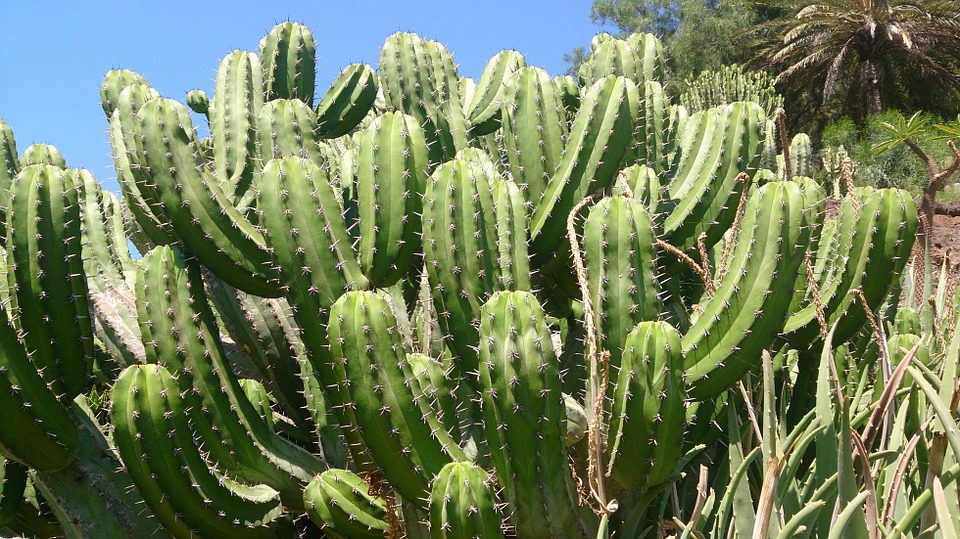 cactus-589072_960_720