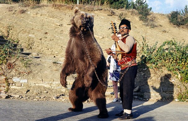 800px-dancing_bear_in_bulgaria_about_1970_1