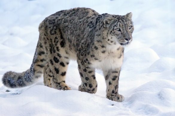 snow-leopard-1972724_960_720