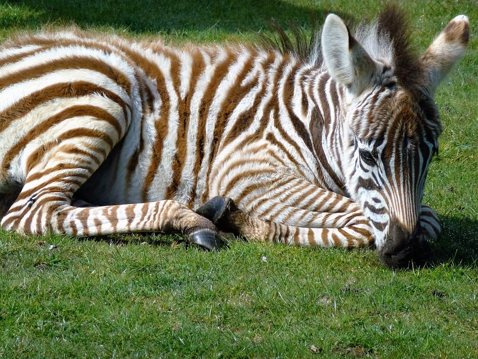 zebra-1676075_960_720