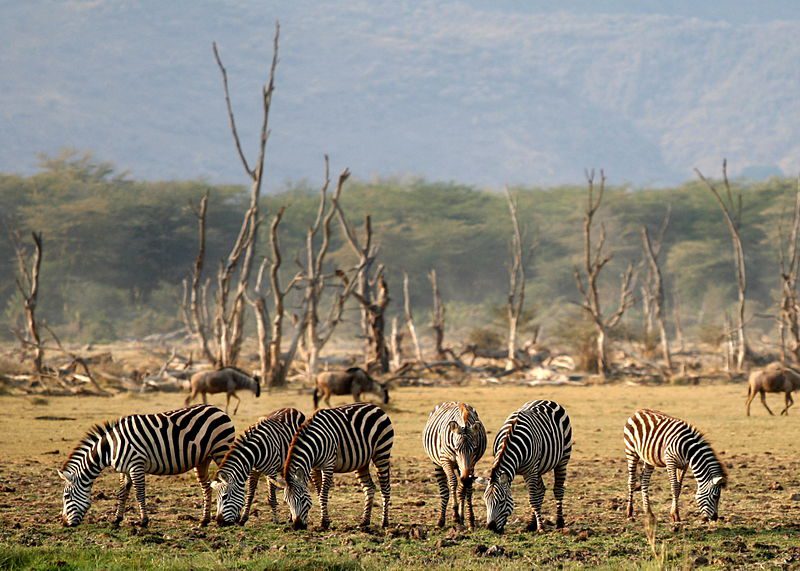 800px-lake_manyara_wildlife