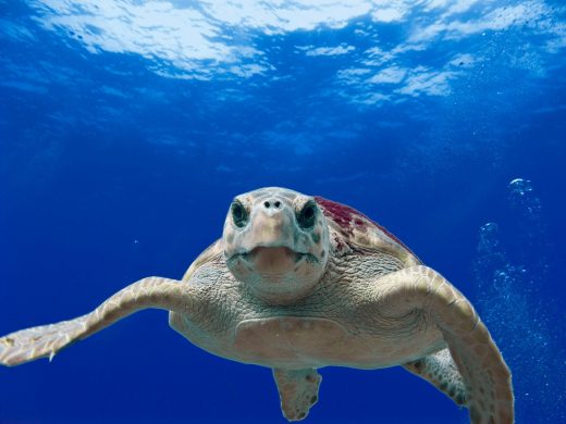 loggerhead-turtle-sea-ocean-water-68744