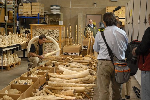 seized_ivory_slated_for_destruction_in_the_crush