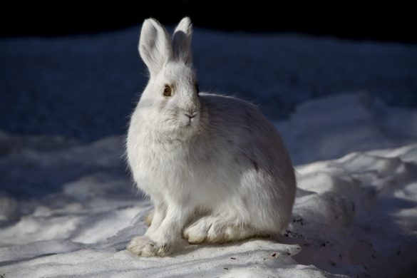 snowshoe-hare