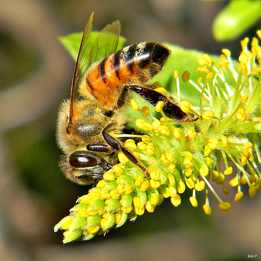 honey_bees_in_willow_trees_8345531686