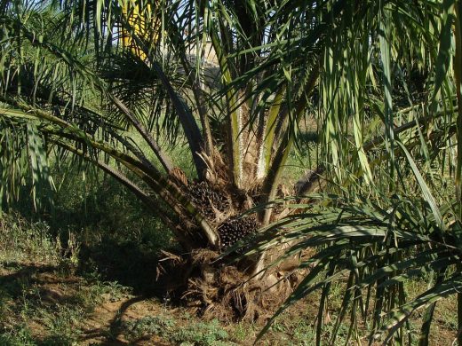 oil-palm-287902_960_720