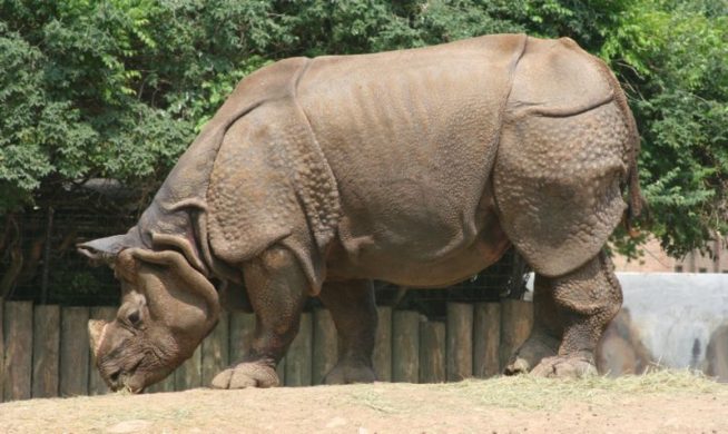 800px-indian_rhinoceros_-_buffalo_zoo