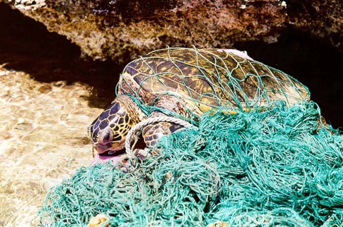 turtle_entangled_in_marine_debris_ghost_net