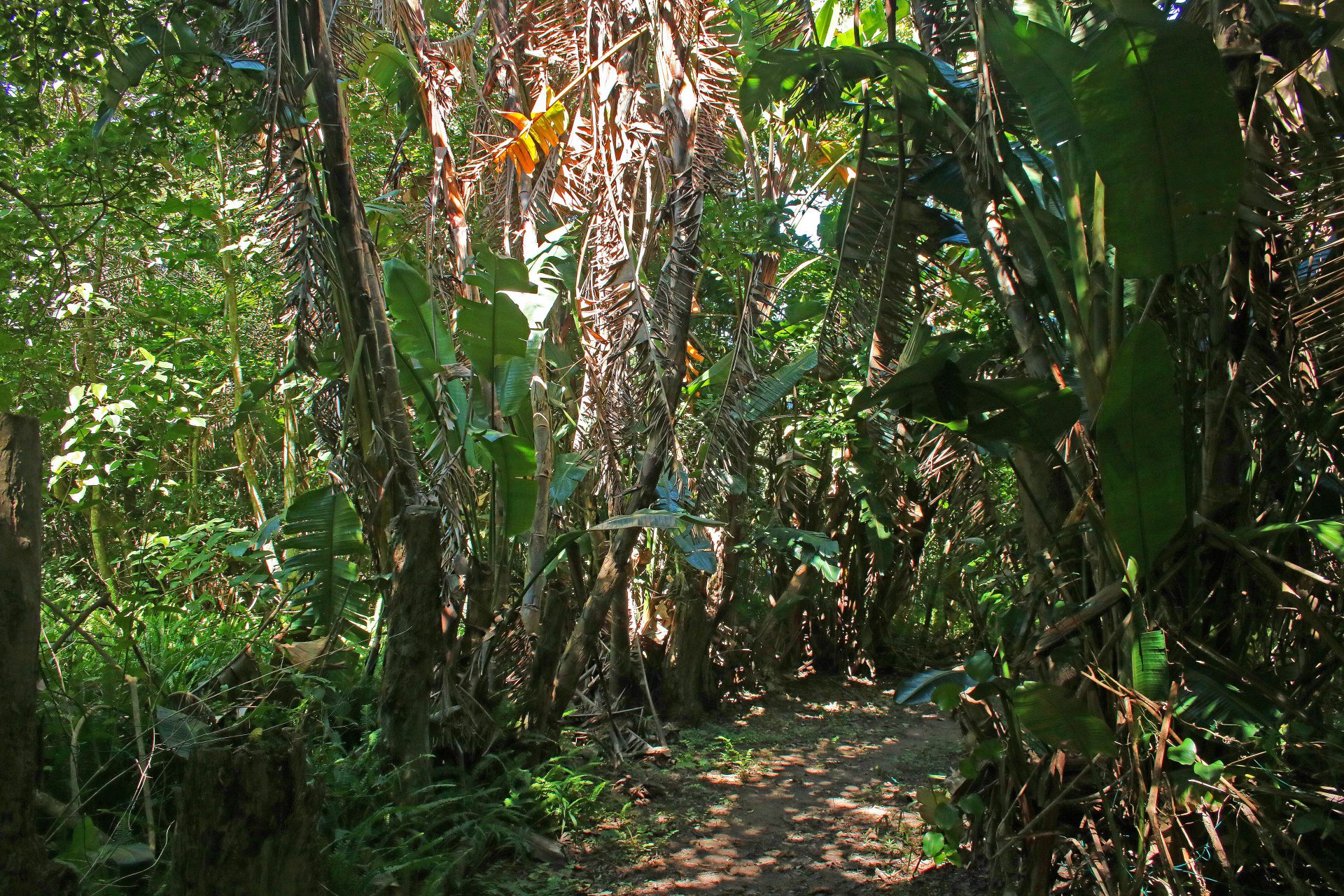 path-in-tropical-forest