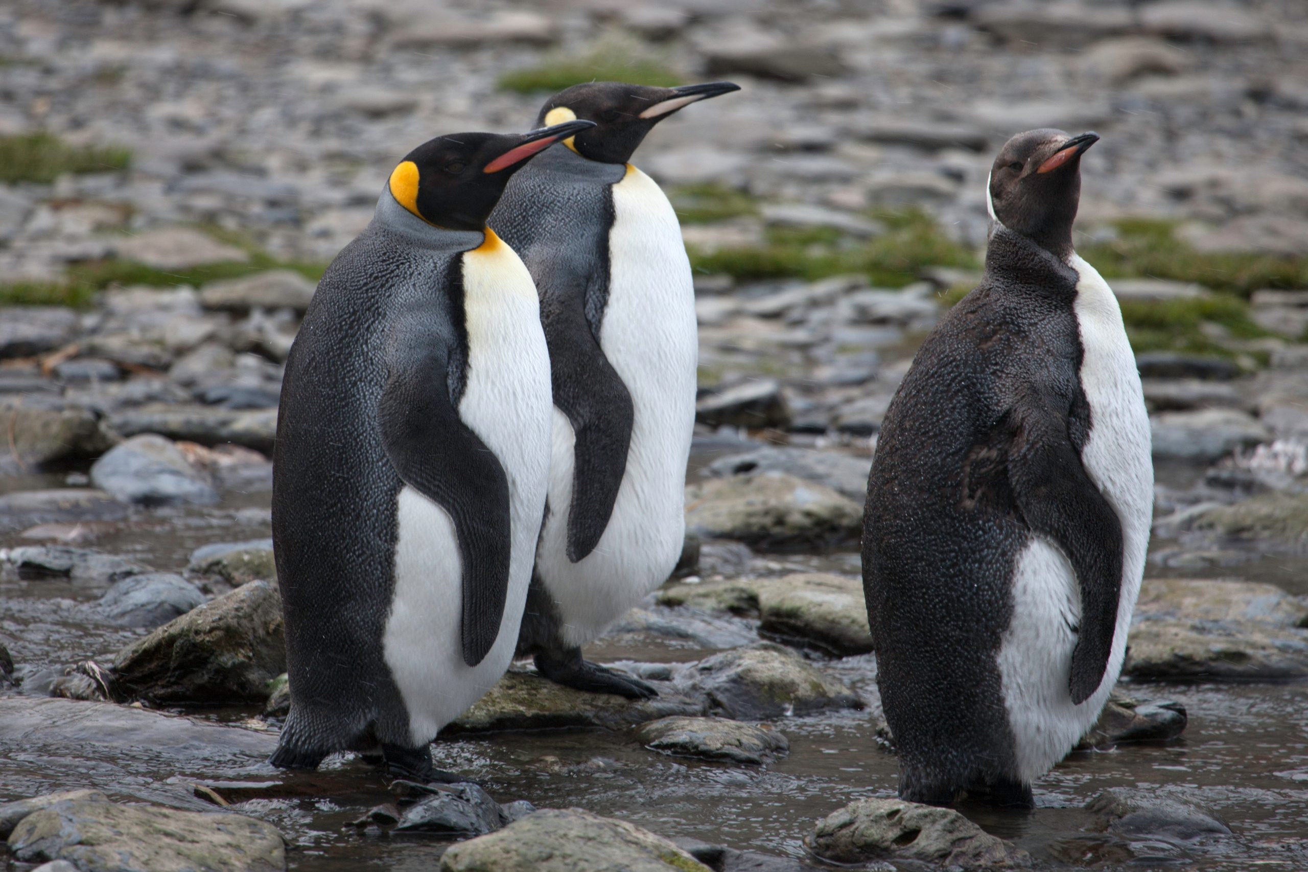 bird-king-penguins-penguins-730832