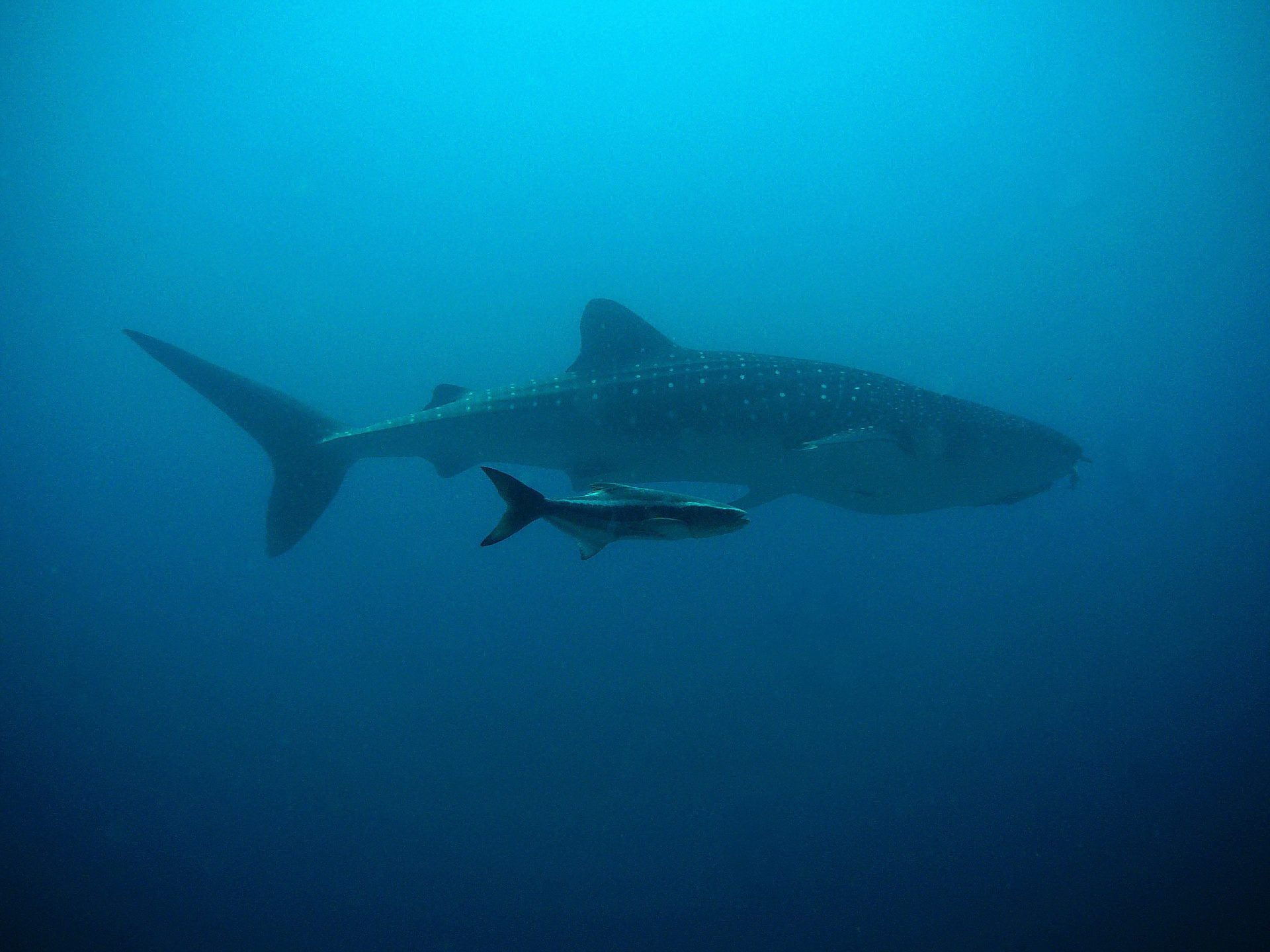 requin-baleine-et-son-bebe