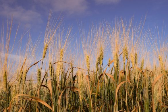 field-rural-nature-wheat-crop-barley-cereal-3298107