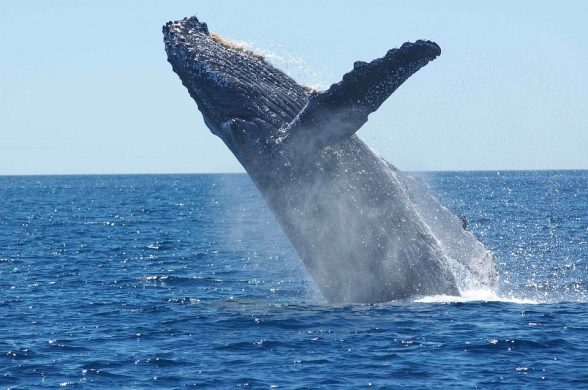 humpback-whale-1945416_960_720