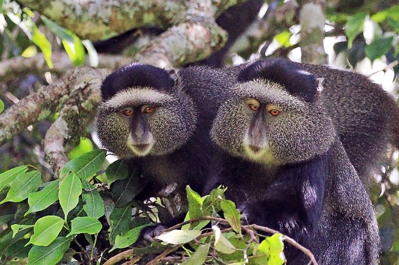 blue_monkey_cercopithecus_mitis_stuhlmanni_pair