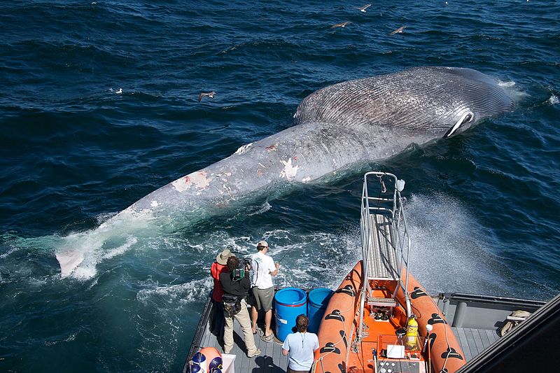 blue_whale_ship_strike_death