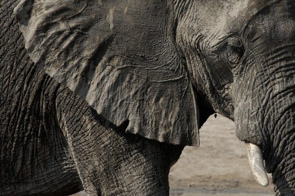 botswana-chobe-animal-elephant-642688