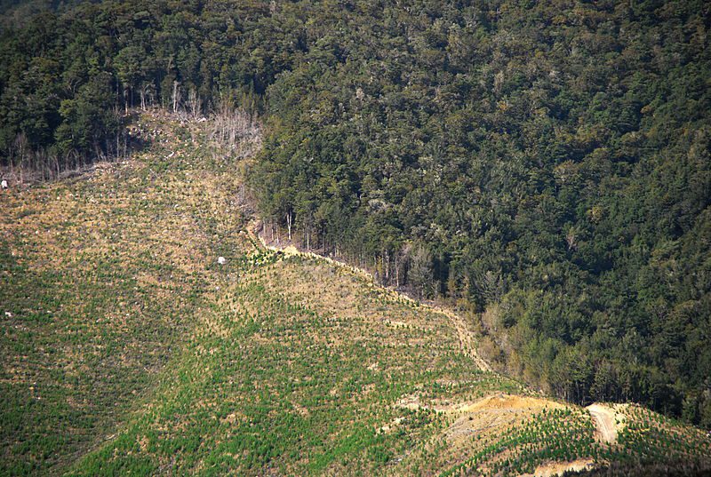 deforestation_nz_tasmanwestcoast_3_mwegmann