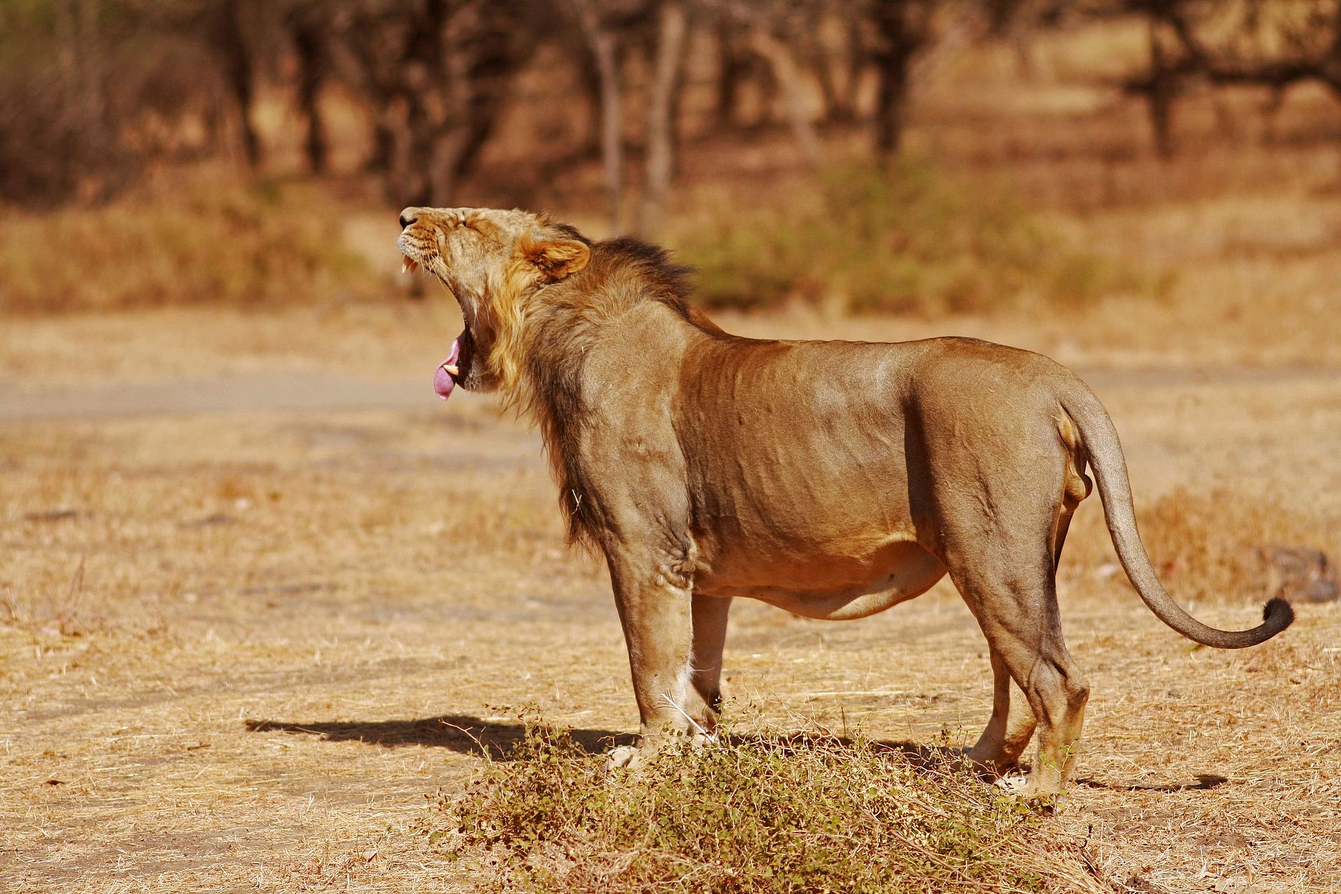 panthera_leo_persicaasiatic_lion_gir